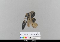 藏品(中國北京皮影)的圖片